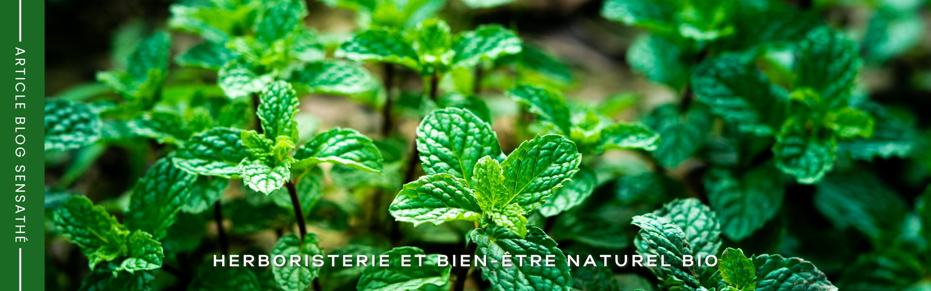 Tisane antispasmodique de menthe poivrée - Herboristerie Sensathé